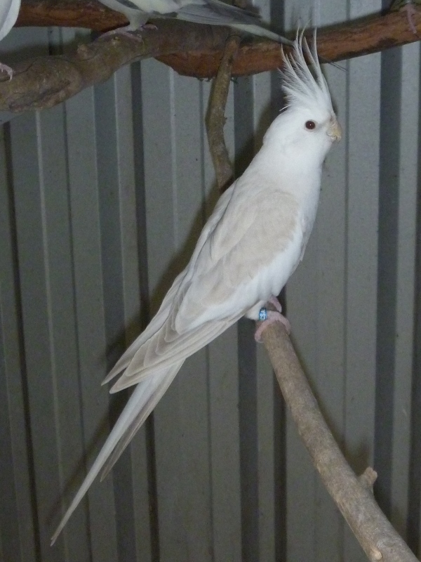 albino cockatiel for sale